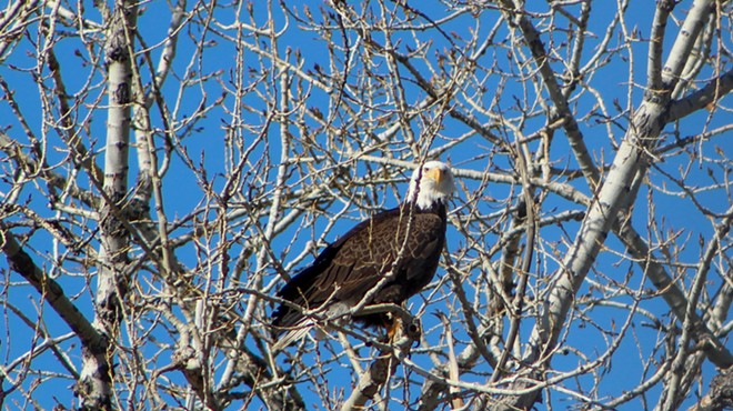 Bald eagle sits in tree branches