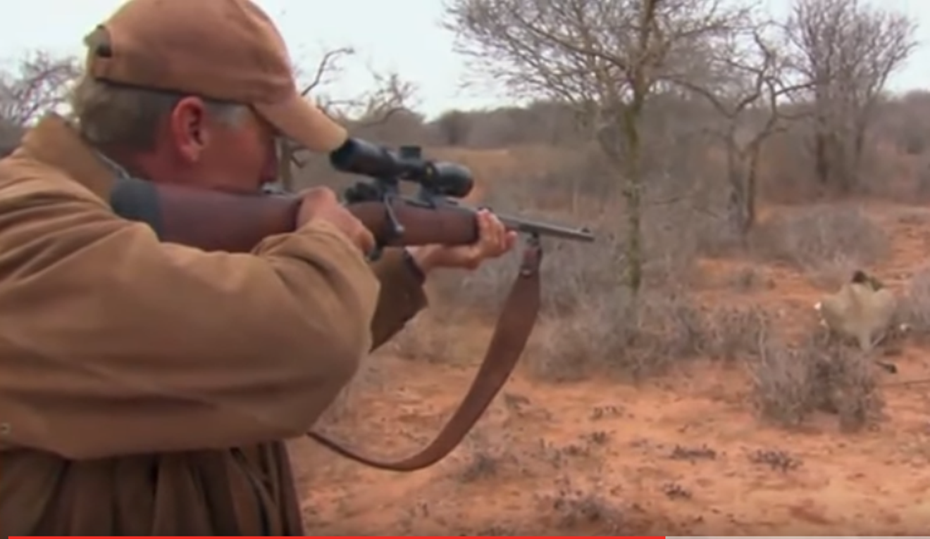Hunter Mike Rogers shoots a lion during an episode of My Outdoor TV.