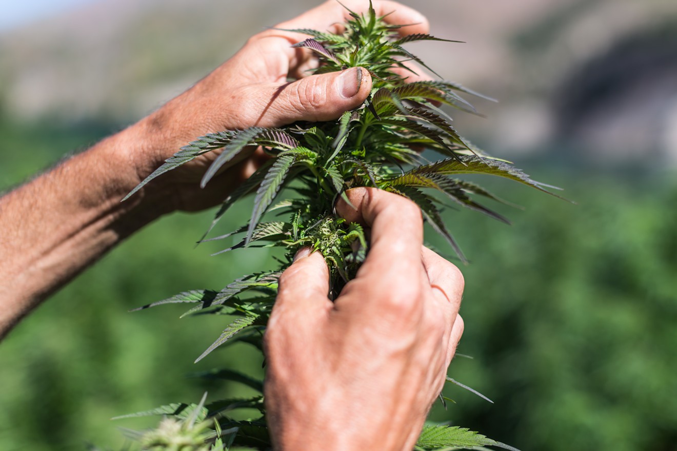 The feds have had their paws on the cannabis plant for more than eighty years.
