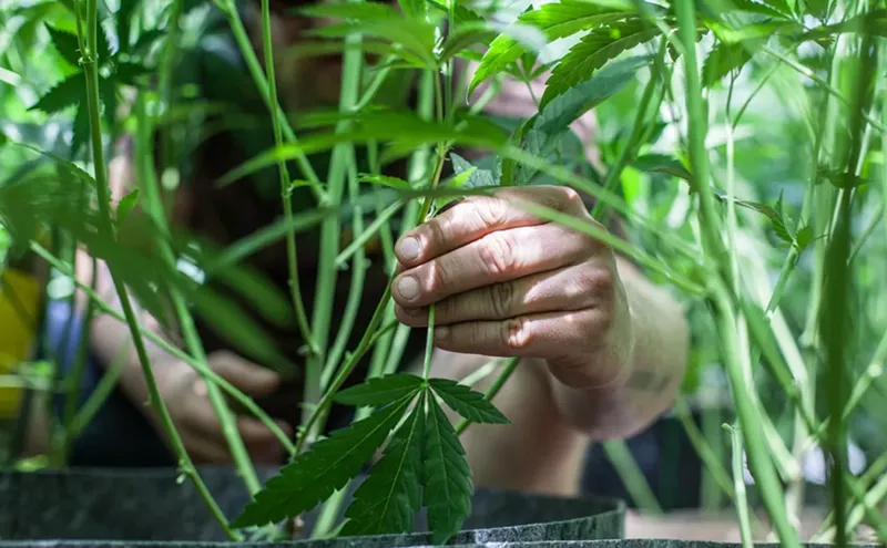 Image: Op-Ed: Colorado's U.S. District Attorney Needs to Stop Prosecuting Small-Time Marijuana Growers