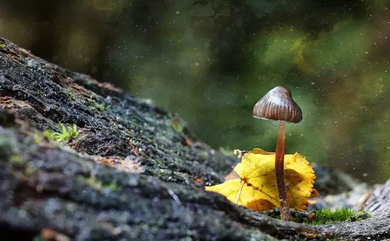 Image: Op Ed: Kicking Down the Doors of Perception Regarding Psilocybin