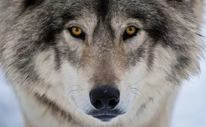 Image: Op Ed: The Rewards of Wolf Reintroduction
