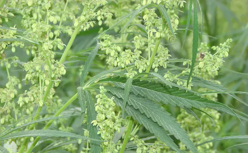 Image: Op Ed: Vote No on Amendment X, Keep Hemp Legal and Constitutional