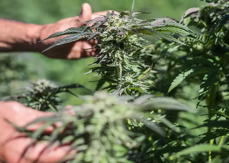 Image: National parks can span millions of acres, providing plenty of room for illegal marijuana grows.
