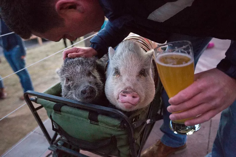 Image: A pair of pigs at Resolute Brewing for National Pig Day.