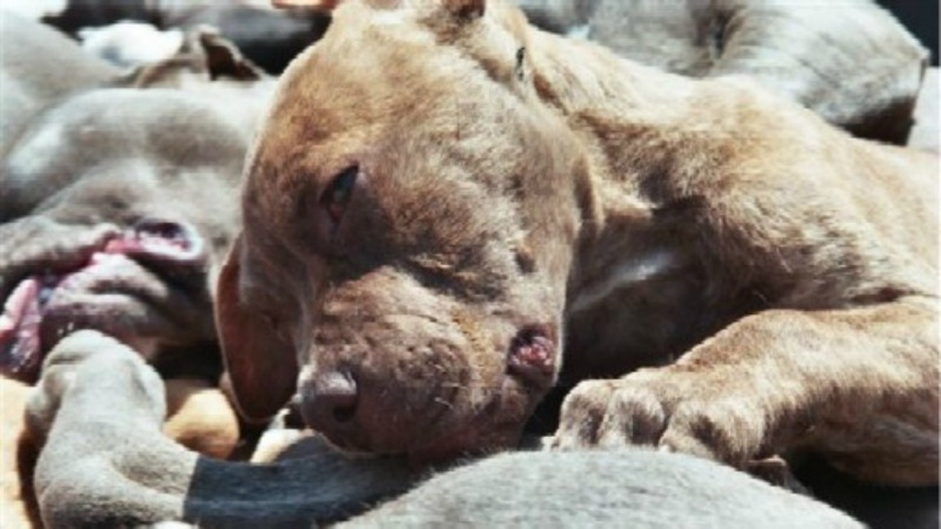 An image from "Leaked: Photos of Pit Bulls Killed Due to Denver Ban," a Westword post published in 2009.