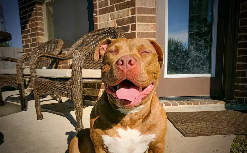 Image: Pit Bull Owners, Dog Advocates Celebrate End of Aurora's Breed Ban