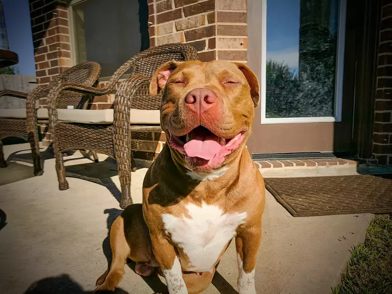 Image: Pitbull sitting in the sun.