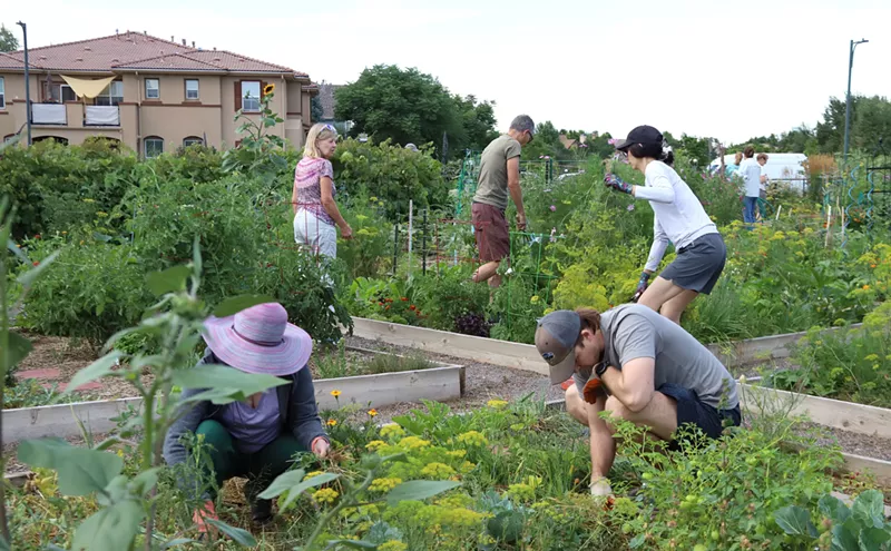 Image: Plant Now, Eat Later: The DIY Food Revolution Starts Today