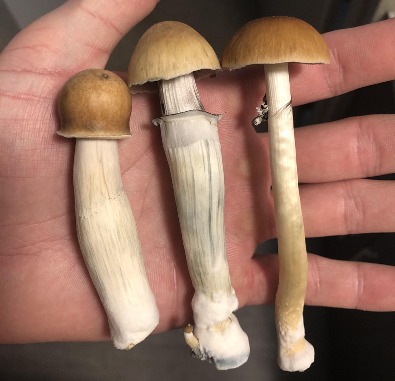 Denver might have just decriminalized psychedelic mushrooms, but dealers have been pushing them for years.
