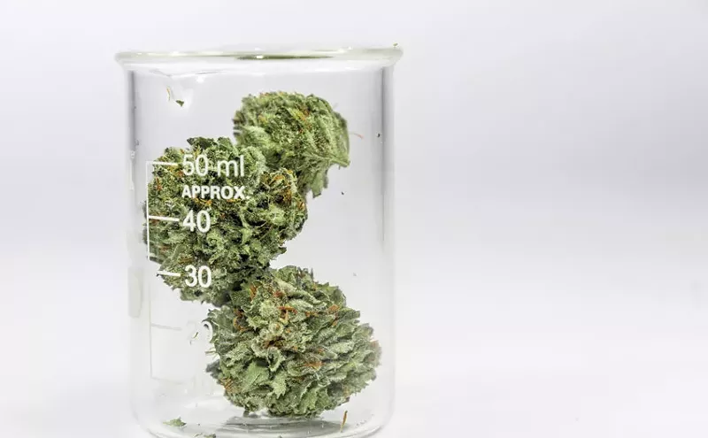Image: Pueblo County Leads the Way in Marijuana Research