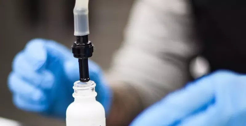 Image: CBD oil can be extracted in large quantities from industrial hemp plants.
