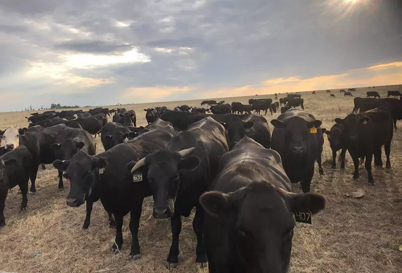 Image: Some of the Angus-wagyu cattle at Flying B Bar Ranch.
