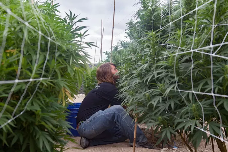 Image: Which jobs do marijuana industry owners value the most?