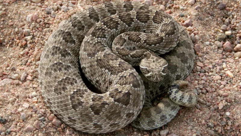 Image: A prairie rattlesnake as seen in Morgan County.