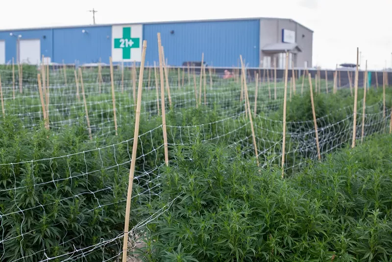Image: Plants at Nature's Gift Shop, a Pueblo dispensary.
