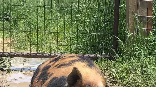 Image: Rescued Friends Animal Sanctuary