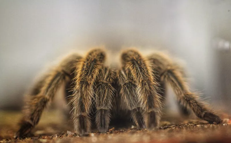 Image: Respiderment: Rosie the Tarantula Has Retired From Meet-and-Greets at the Butterfly Pavilion
