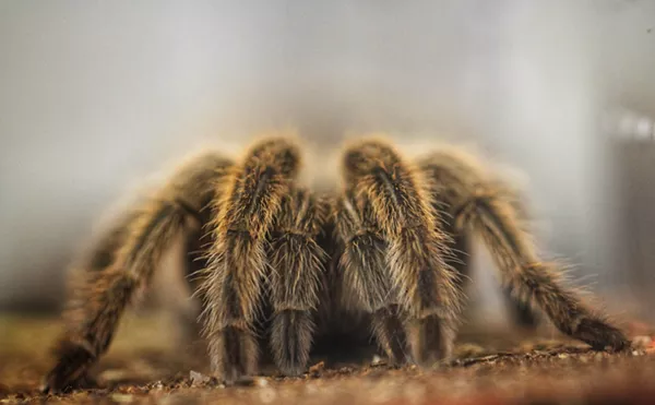 Image: Respiderment: Rosie the Tarantula Has Retired From Meet and Greets at the Butterfly Pavilion