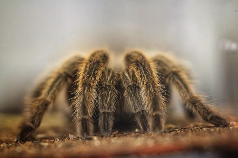 Image: A big hairy spider