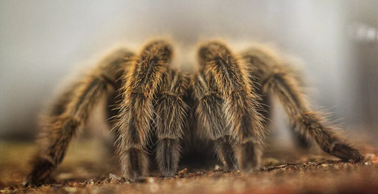Image: Respiderment: Rosie the Tarantula Has Retired From Meet and Greets at the Butterfly Pavilion