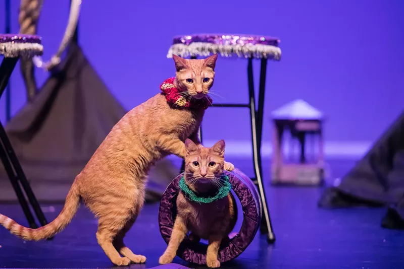 Image: Two cats do a barrel roll.
