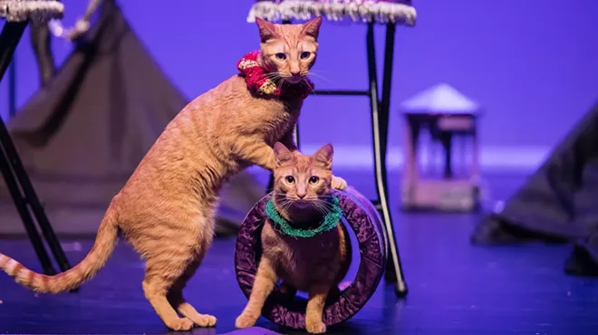 Two cats do a barrel roll.