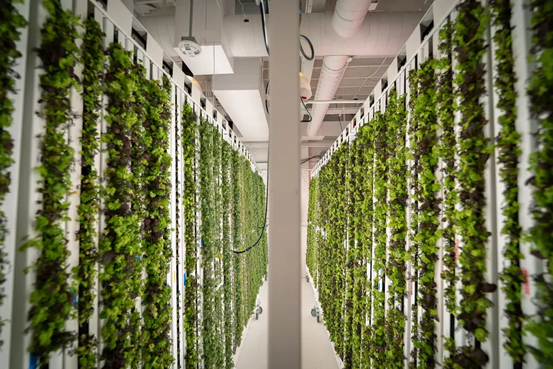 Image: greens growing on a vertical garden