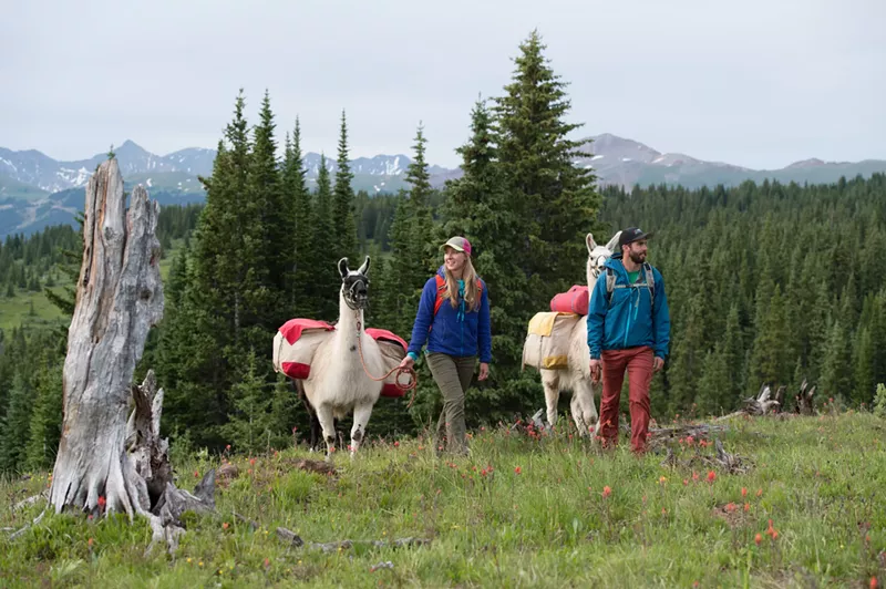 Image: Two hikers on a trail with Paragon Guides' llamas