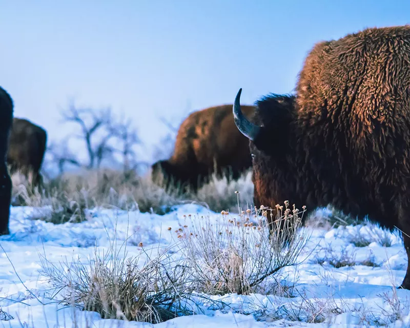 Image: Bison grazing in the snow at the Rocky Mountain Arsenal National Wildlife Refuge