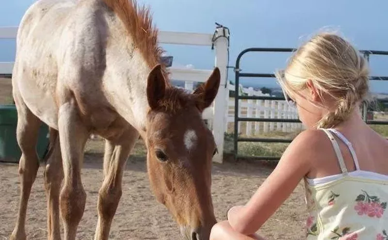 Image: Rock the Ranch Raises Money for Rescued Therapy Horses