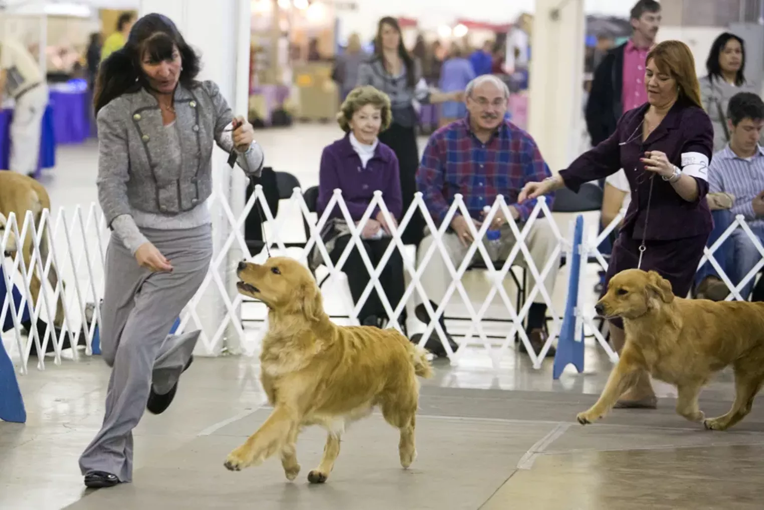 Rocky Mountain Cluster Dog Show 2014 Denver Denver Westword The