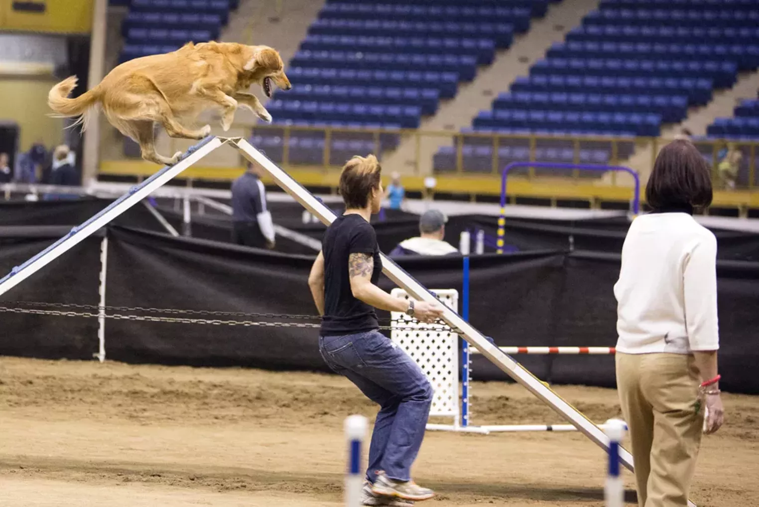 Rocky Mountain Cluster Dog Show 2014 Denver Denver Westword The