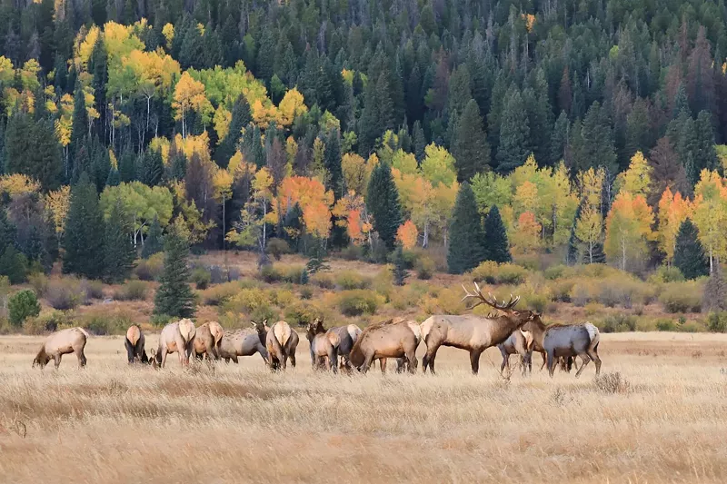 Image: elk in the Colorado mountains