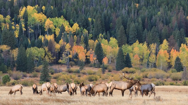 elk in the Colorado mountains