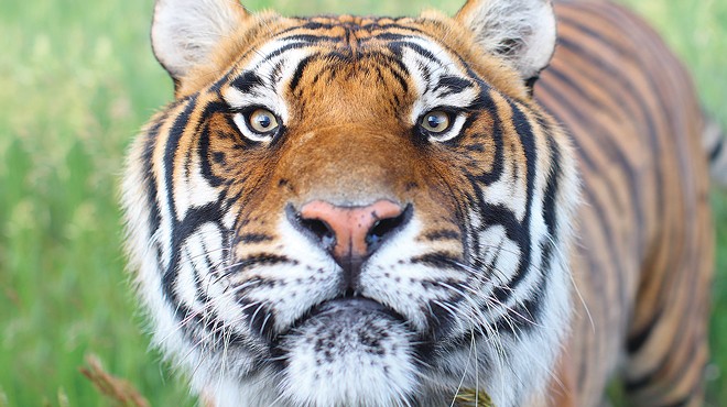 wild animal sanctuary tiger