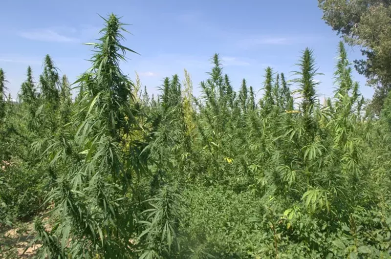 Image: The Colorado Cultivars hemp farm.