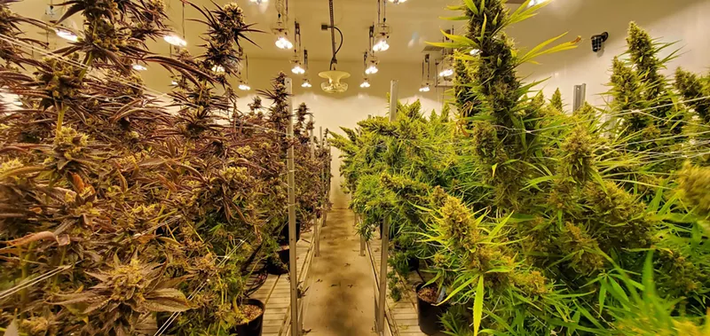 Image: Inside one of Shift's supplying cannabis grows.