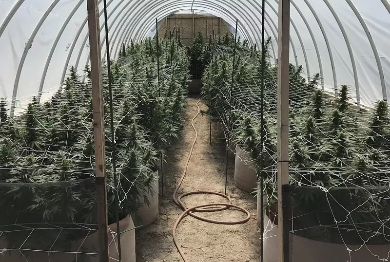 Image: The total value of marijuana seized in Las Animas County is nearly $5.76 million.