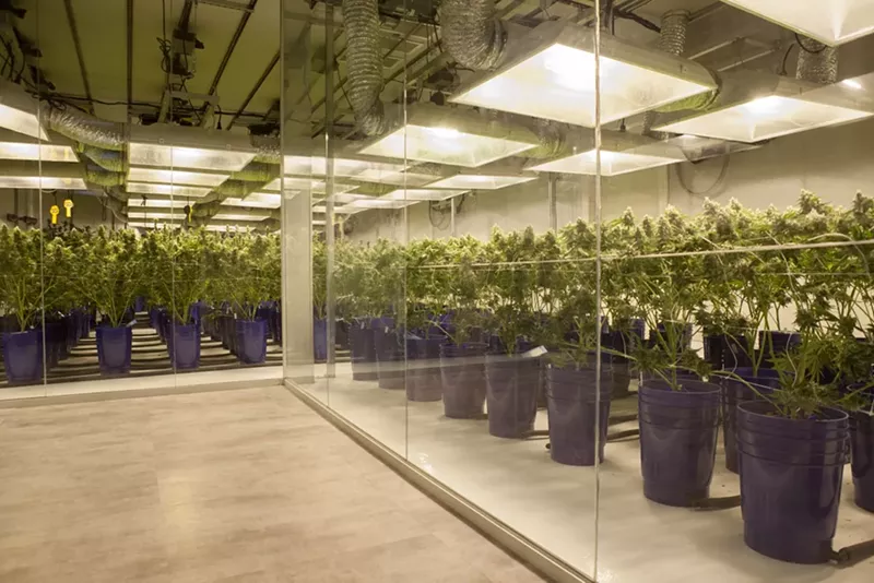 Image: Behind the glass at an indoor cannabis cultivation in Denver
