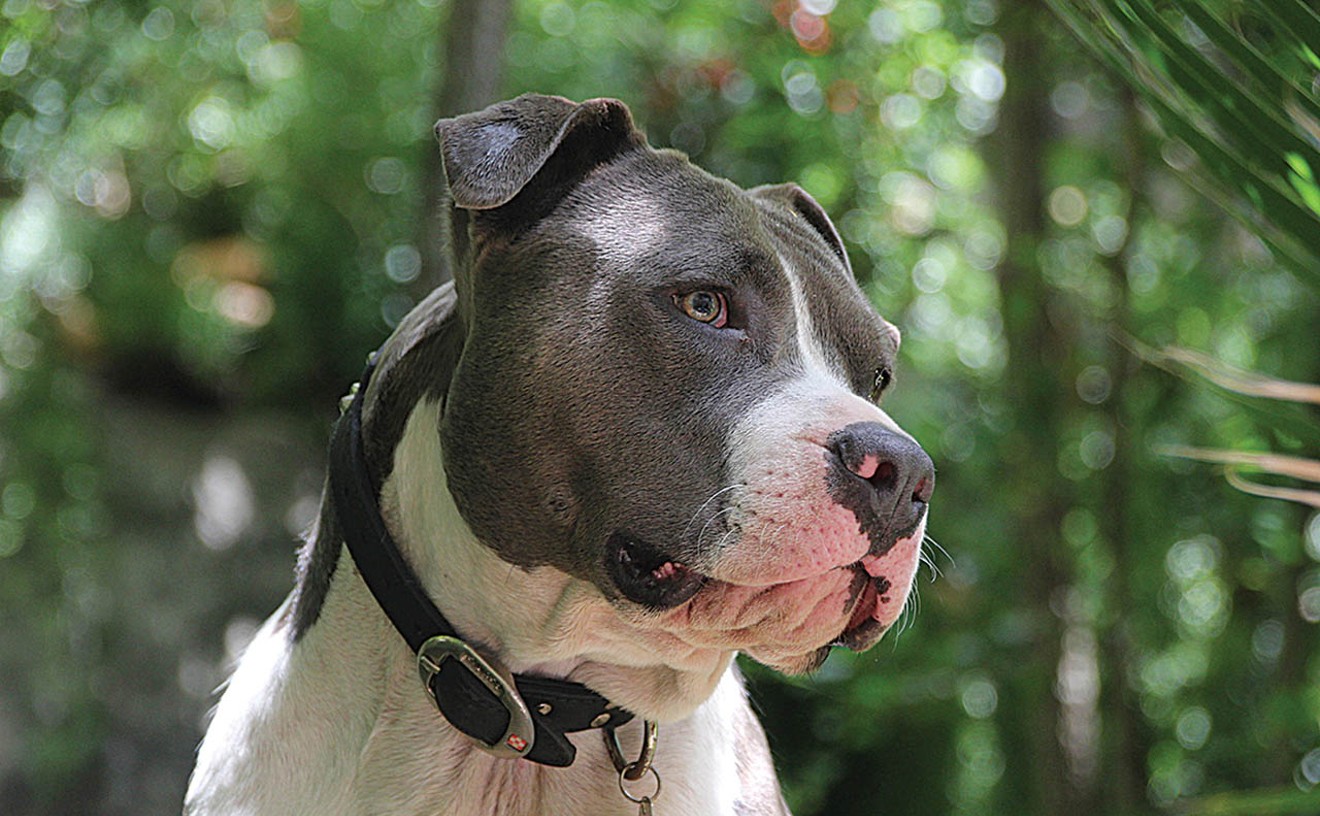 Should Pit Bulls Be Banned in Aurora? Voters to Decide in November.