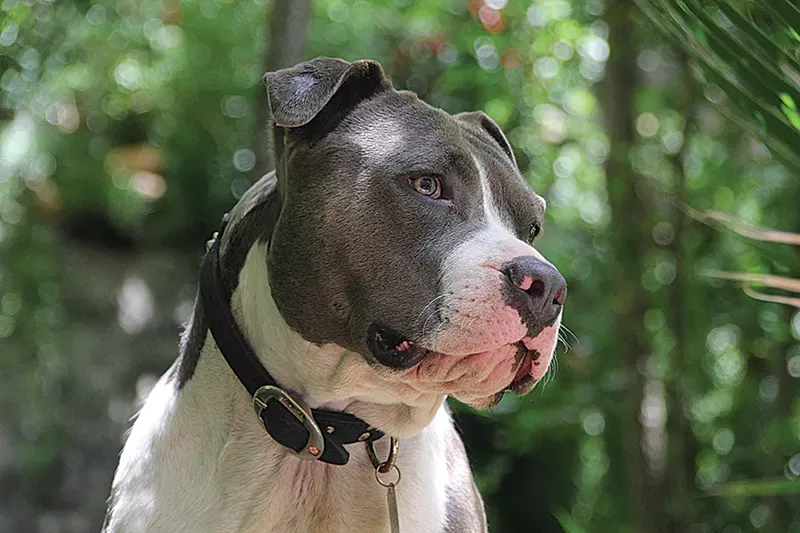 Image: A pit bull looking at something.