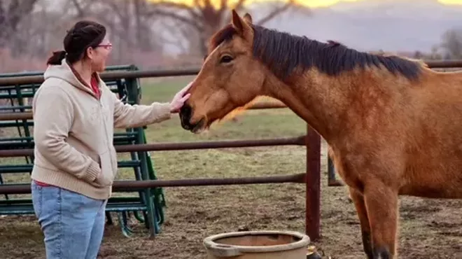 A person pets a horse