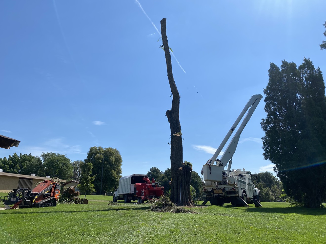 One of the tree removals taking place in Congress Park.