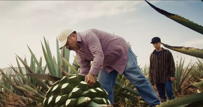 Image: A man processing an agave plant.