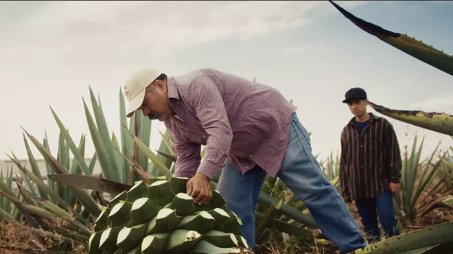 A man processing an agave plant.
