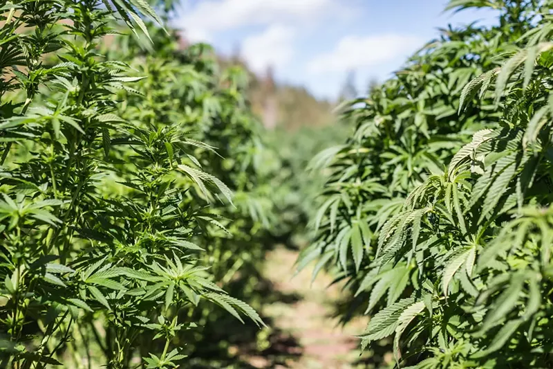 Image: A combined $75 million has been committed to three different pot operations in southern Colorado since May.