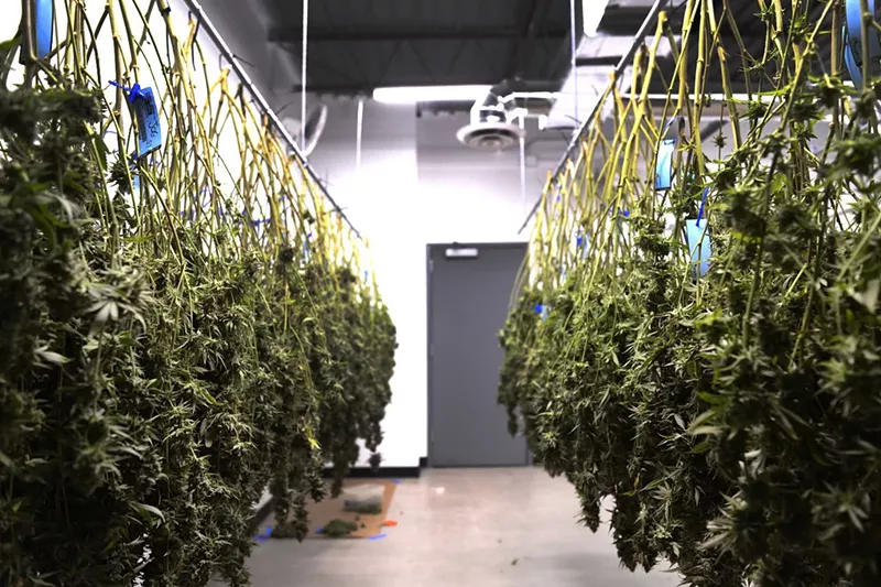 Image: Marijuana flower hangs to dry before trimming in a commercial cultivation facility.