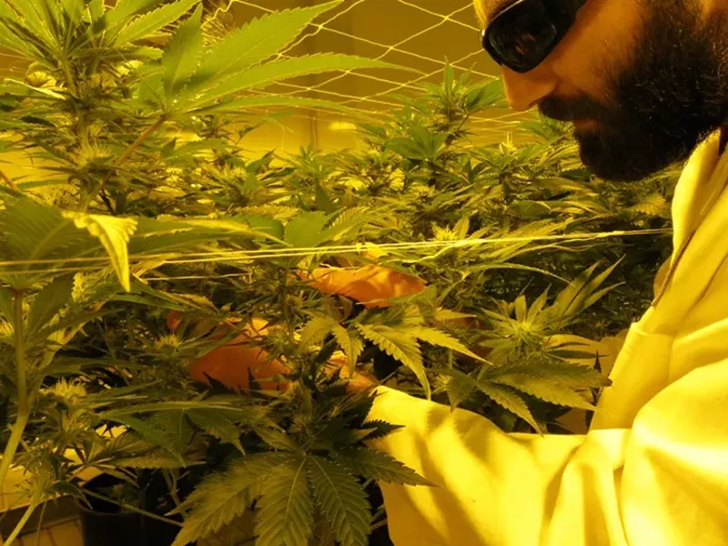 Image: George Demopoulos of Mayflower Farms inspects a plant in its Aurora cultivation.