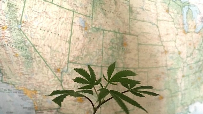 Marijuana plant in front of U.S. map